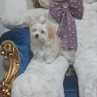 سگ نر باهوش 5 ماهه|سگ|مرند, |دیوار