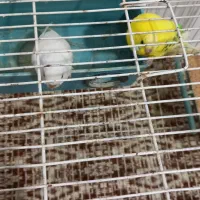 مرغ عشق|پرنده|نوشین شهر, |دیوار