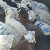 بره نر ماده شیری