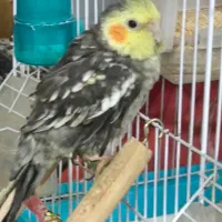 پرنده|پرنده|تهران, شهرک بعثت|دیوار