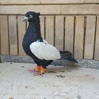 سینه سیاه|پرنده|شیراز, شیشه‌گری|دیوار