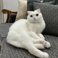 گربه|گربه|تهران, دروس|دیوار