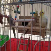 عروس هلندی|پرنده|الیگودرز, |دیوار