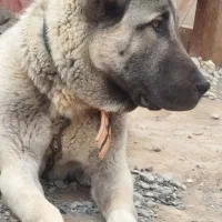 سگ کانگال نژاد اصیل