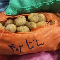 سیب بذری وارداتی ۴۰۲ و ۴۰۳|خدمات باغبانی و درختکاری|شیراز, حافظیه|دیوار