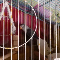 طوطی برزیلی|پرنده|ایلام, |دیوار