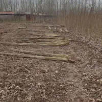 نهال صنوبر دارچینی