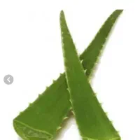 برگ آلوئه ورا
