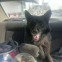 سگ سرابی پژدر پامر