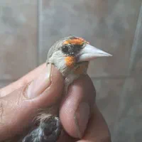 سهره|پرنده|شیراز, سعدیه شمالی|دیوار