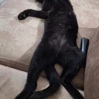 واگذاری بچه گربه سیاه|گربه|محمدیه-قزوین, |دیوار