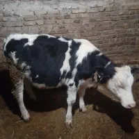 هریس‌روستایی|حیوانات مزرعه|پاوه, |دیوار