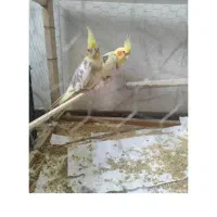 جفت عروس هلندی