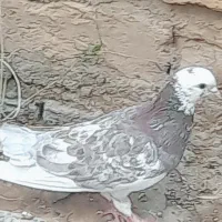 کبوتر