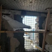 کفتر پرشی|پرنده|ساوه, |دیوار
