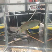 ماهی گورامی سه خال نر 3 بندی