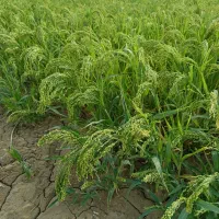مشارکت در کشت پاییزی