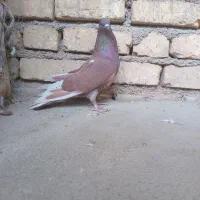 کبوتر سرخ دمگیر