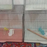 دو عدد قفس کوجک و یک عدد قفس بزرگ