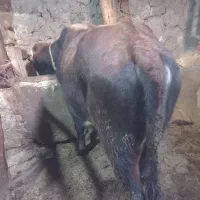 فروش گوساله نر
