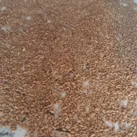 بادام و گردو سراب کرند موجود میباشد