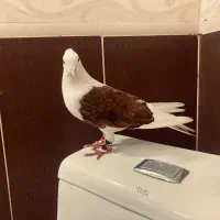 کبوتر نر کاکلی شون سرخ خال سیاه