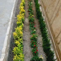 خدمات باغبانی  و گل و گیاه بامدرک دکتری کشاورزی