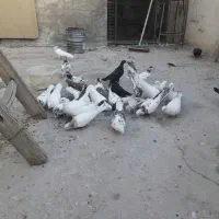 کبوتر پاکستانی|پرنده|اصفهان, ارداجی|دیوار