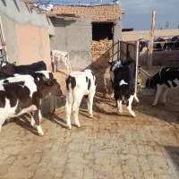 گوسا له قطع شیر فروش