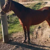 اسب مادیون جوان|اسب و تجهیزات اسبسواری|بروجرد, |دیوار