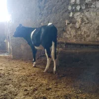 ۳راس گوساله نر جنس عالی|حیوانات مزرعه|الیگودرز, |دیوار