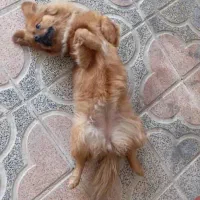 پامر اشپیتز|سگ|اقلید, |دیوار