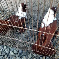 ککیلی اوچان