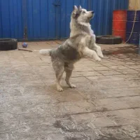 توله هاسکی|سگ|تهران, والفجر (افسریه)|دیوار