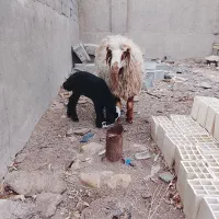 گوسفند|حیوانات مزرعه|یزد, |دیوار