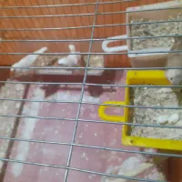 فروش قناری و فنچ سالم و سرحال