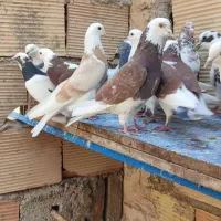 کبوتر هما پرشی