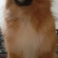 پامر آماده جفت گیری