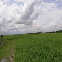 زمین شالیزاری ساروکلا