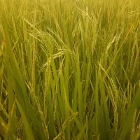 فروش زمین مزروعی به متراژ۴۲۰۰متر