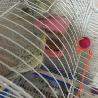 عروس هلندی|پرنده|بهارستان, |دیوار