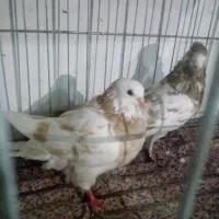 چند جفت کفتر ناب|پرنده|پارس‌آباد, |دیوار