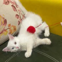 گربه|گربه|اهواز, گلستان|دیوار