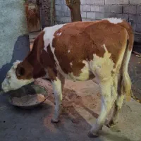 گوساله فروشی