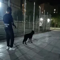 سگ ژرمن بلک نر ۹ماهه نژاد ورک لاین|سگ|بهارستان, |دیوار