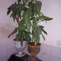 دو عدد گل آگلنما بسیار زیبا|گل و گیاه طبیعی|کاشمر, |دیوار