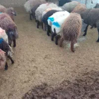 گوسفند زنده خرید حضوری وغیر حضوری