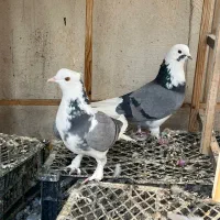 کفتر پرشی نامبروان