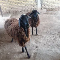 دو راس بره شیشک آبستن سنگین