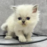 Pet|گربه|بجنورد, |دیوار